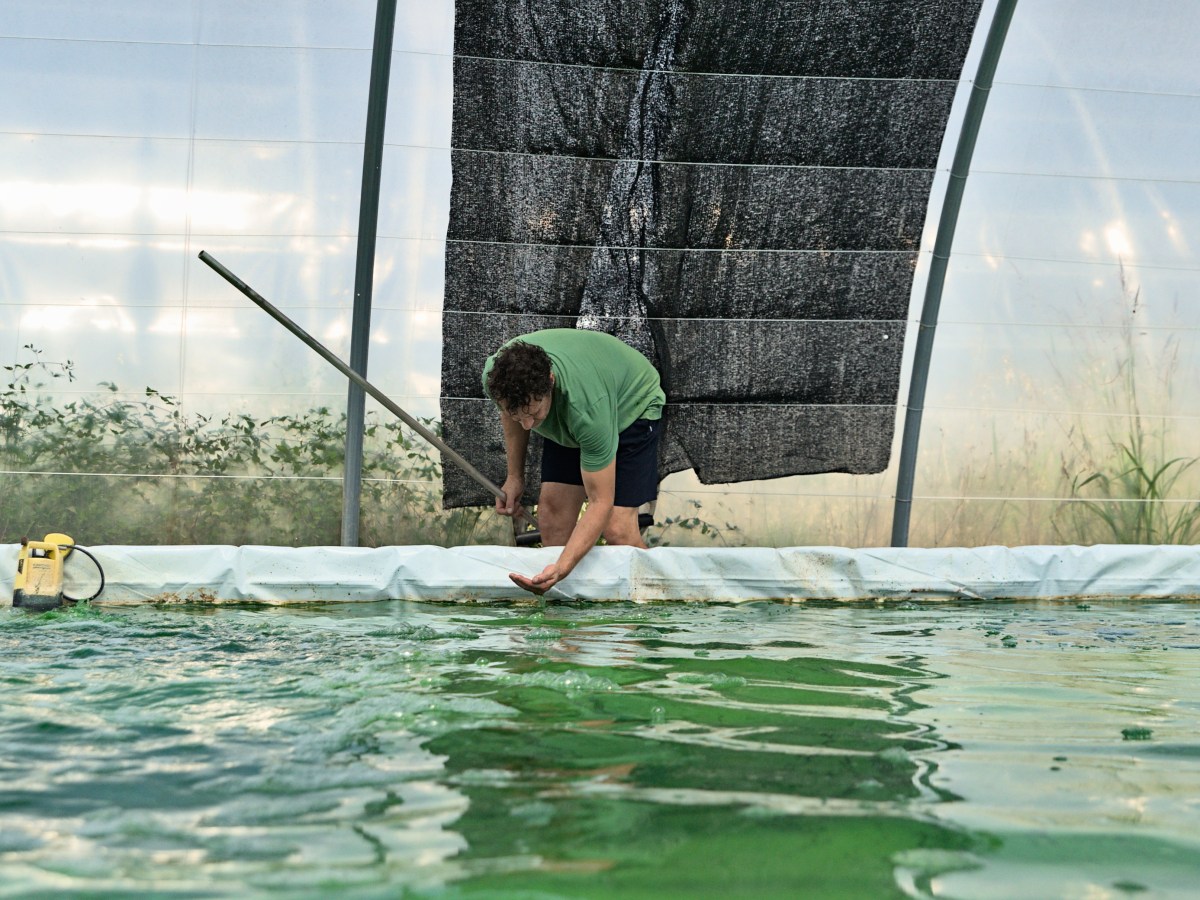 Spiruline dans l’Hérault : pourquoi les producteurs d’or vert broient du noir